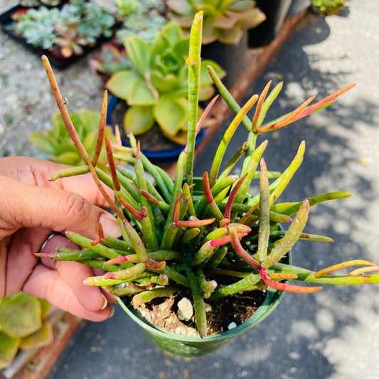 Rhipsalis Baccifera Mistletoe Cactus