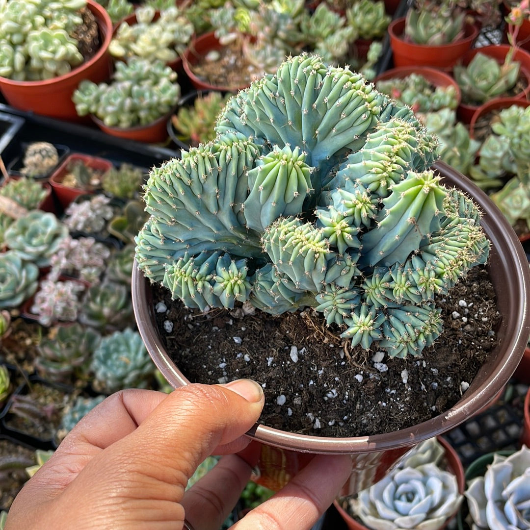 Myrtillocactus geometrizans crested