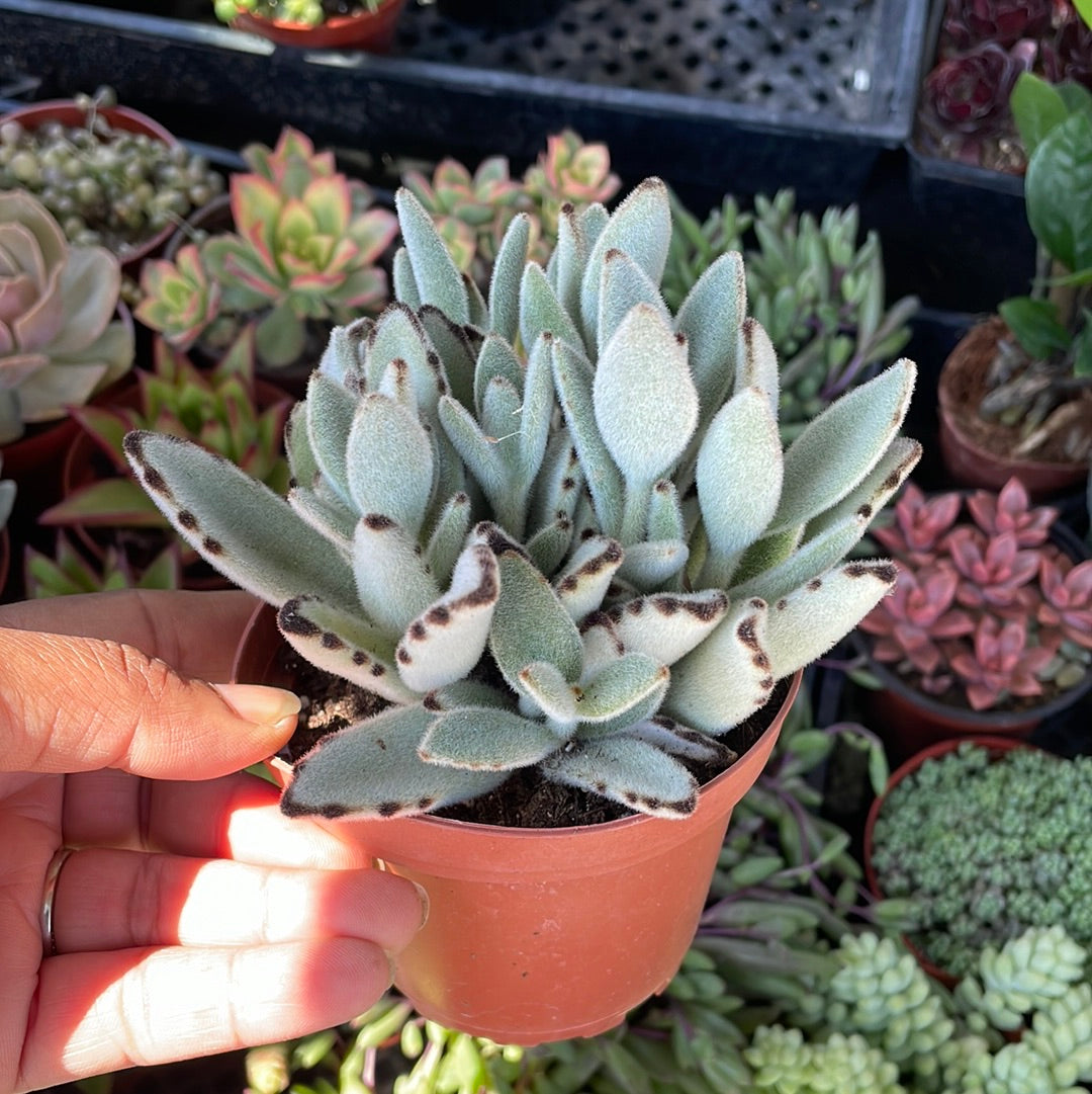 white panda succulent Kalanchoe Tomentosa 'Panda plant' – Just Succ It