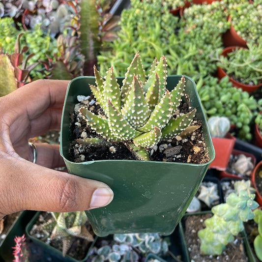 Tulista pumila - Pearl Plant