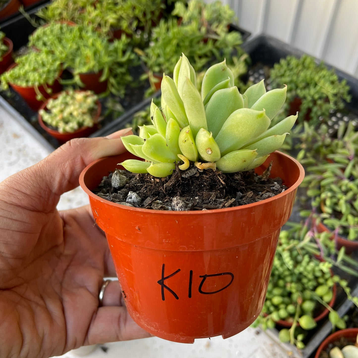 Imported Succulent - K10