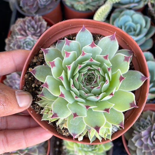 Sempervivum Nigricans