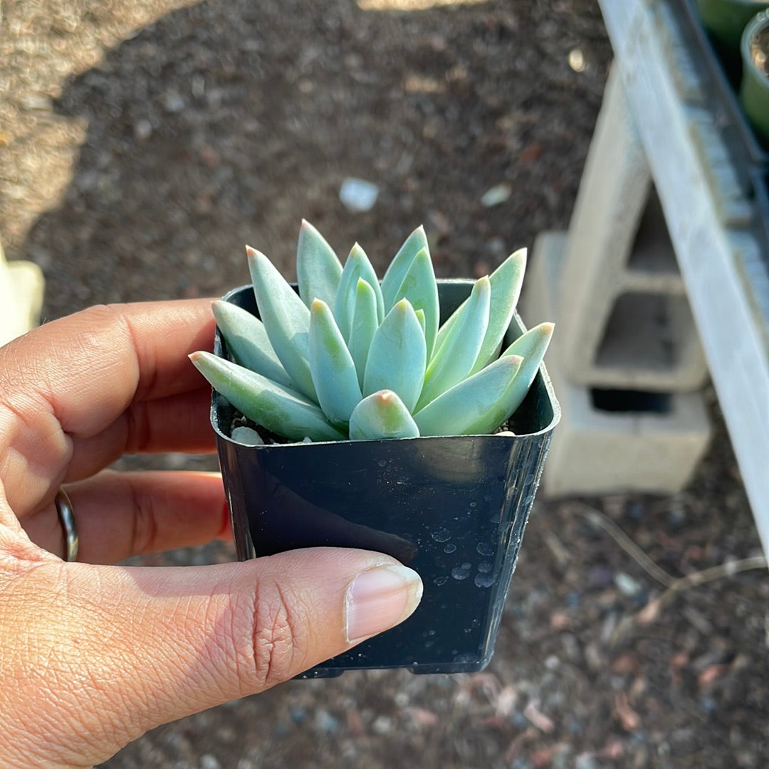 Pachyveria Glauca- Little Jewe