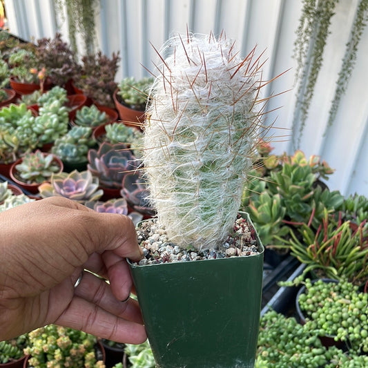 Old Man of the Andes Cactus