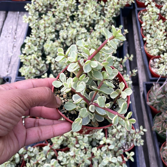 Variegated Elephant Bush