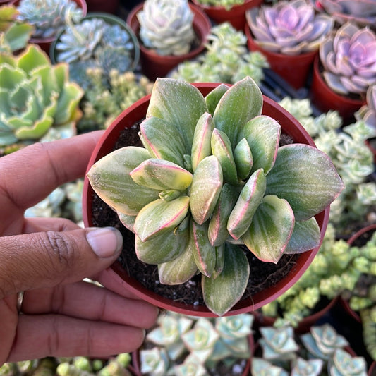 Chonky Variegated Jade