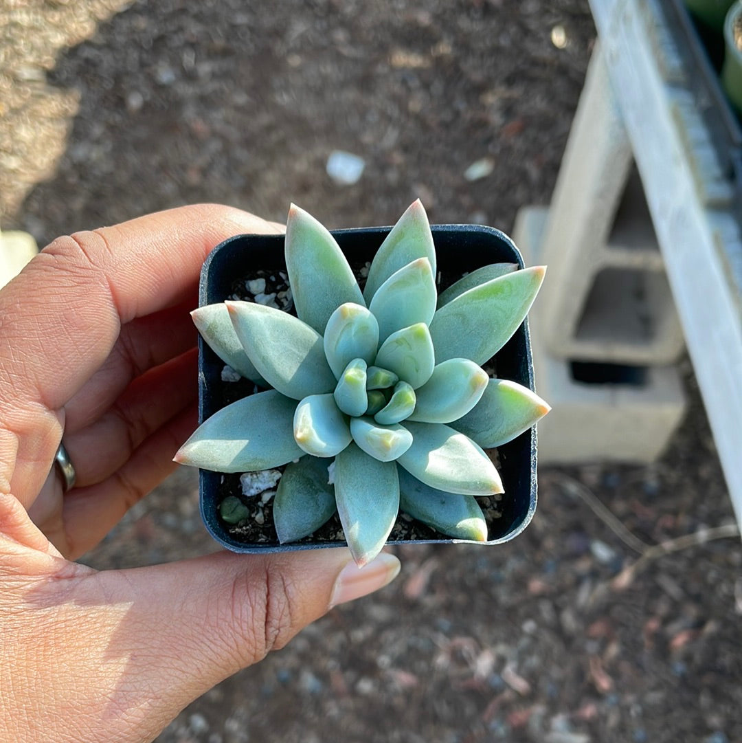 Pachyveria Glauca- Little Jewe