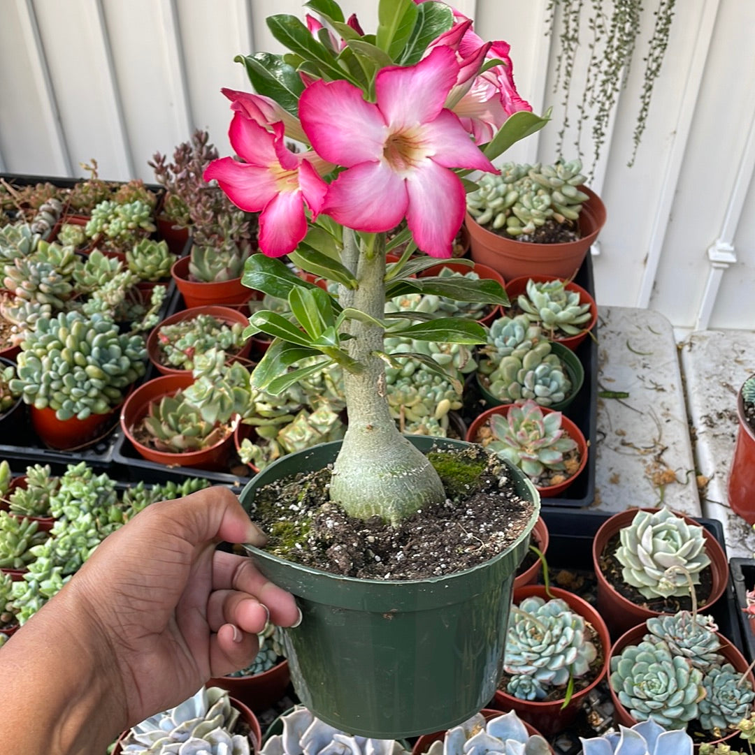Desert Rose Adenium