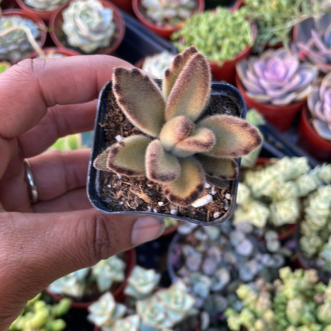 Kalanchoe Tomentosa- Chocolate Soldier