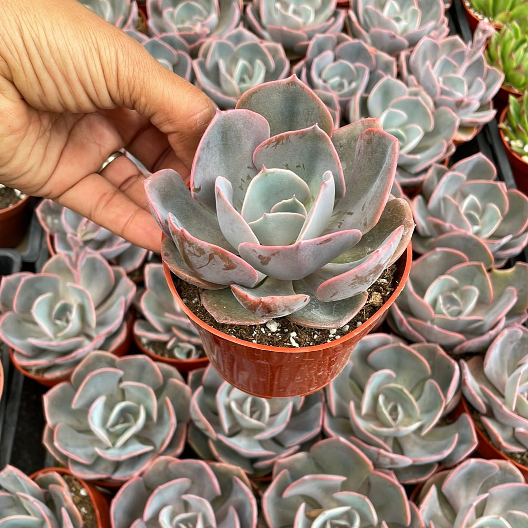 Echeveria Dusty Rose