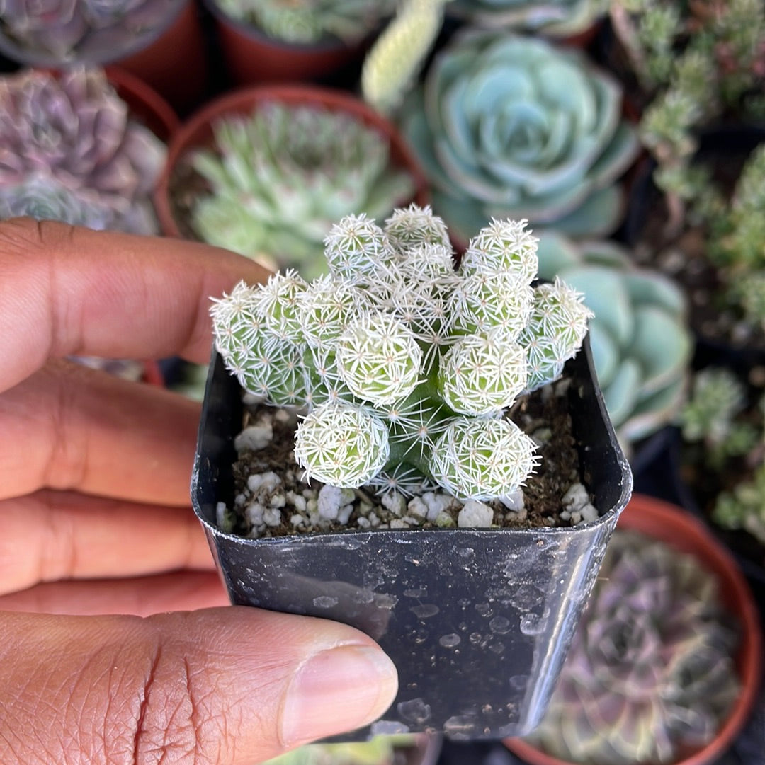 Live Succulent: Mammillaria Gracilis Fragilis 'Thimble Cactus' – 3” Plant, Warm Climate, Clumping Growth