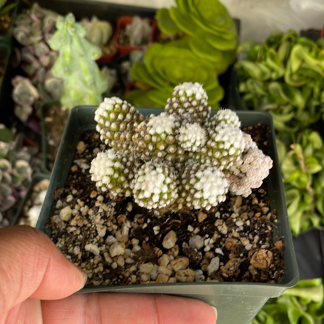 Arizona Snow Cap Mammillaria oruga monstrose