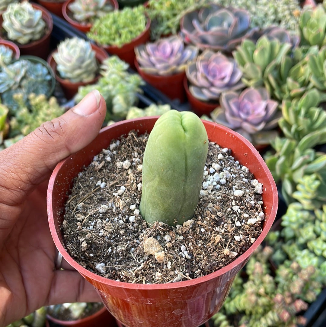 Penis Cactus