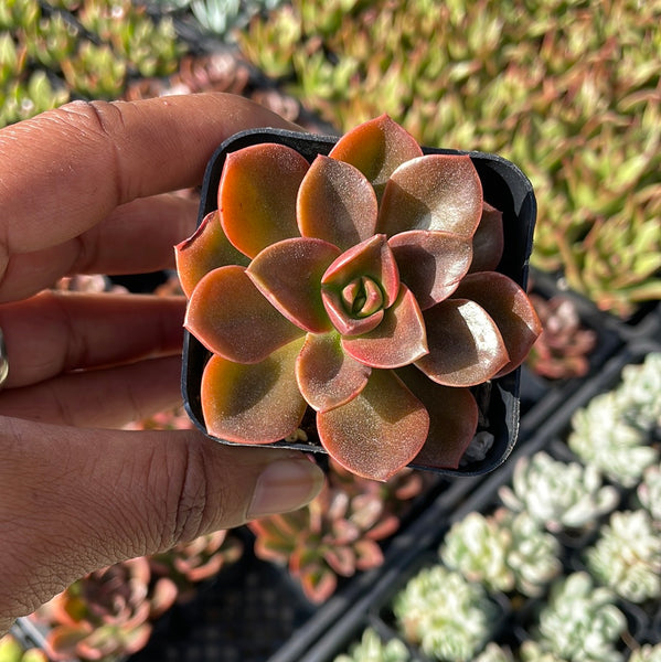 melaco succulent Echeveria Melaco – Just Succ It