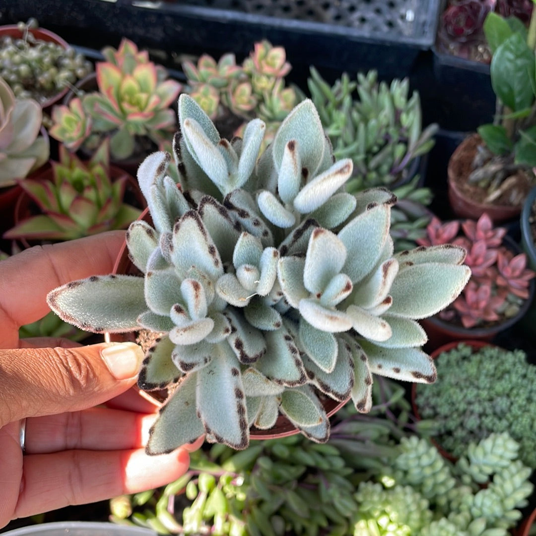 succulent panda ears Kalanchoe Tomentosa 'Panda plant' – Just Succ It