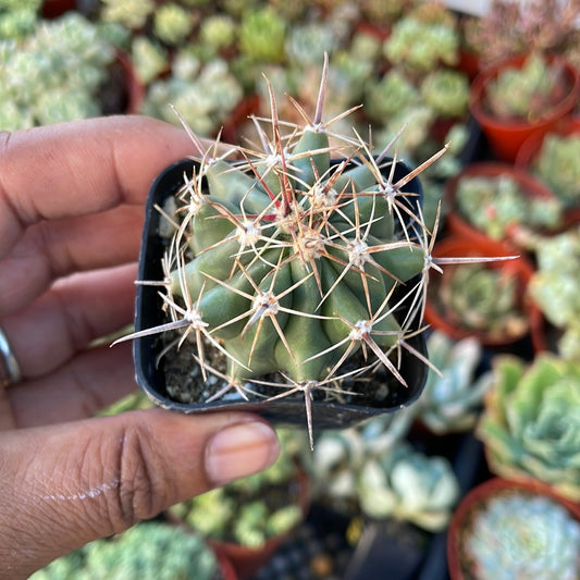 Devil’s Tongue Cactus