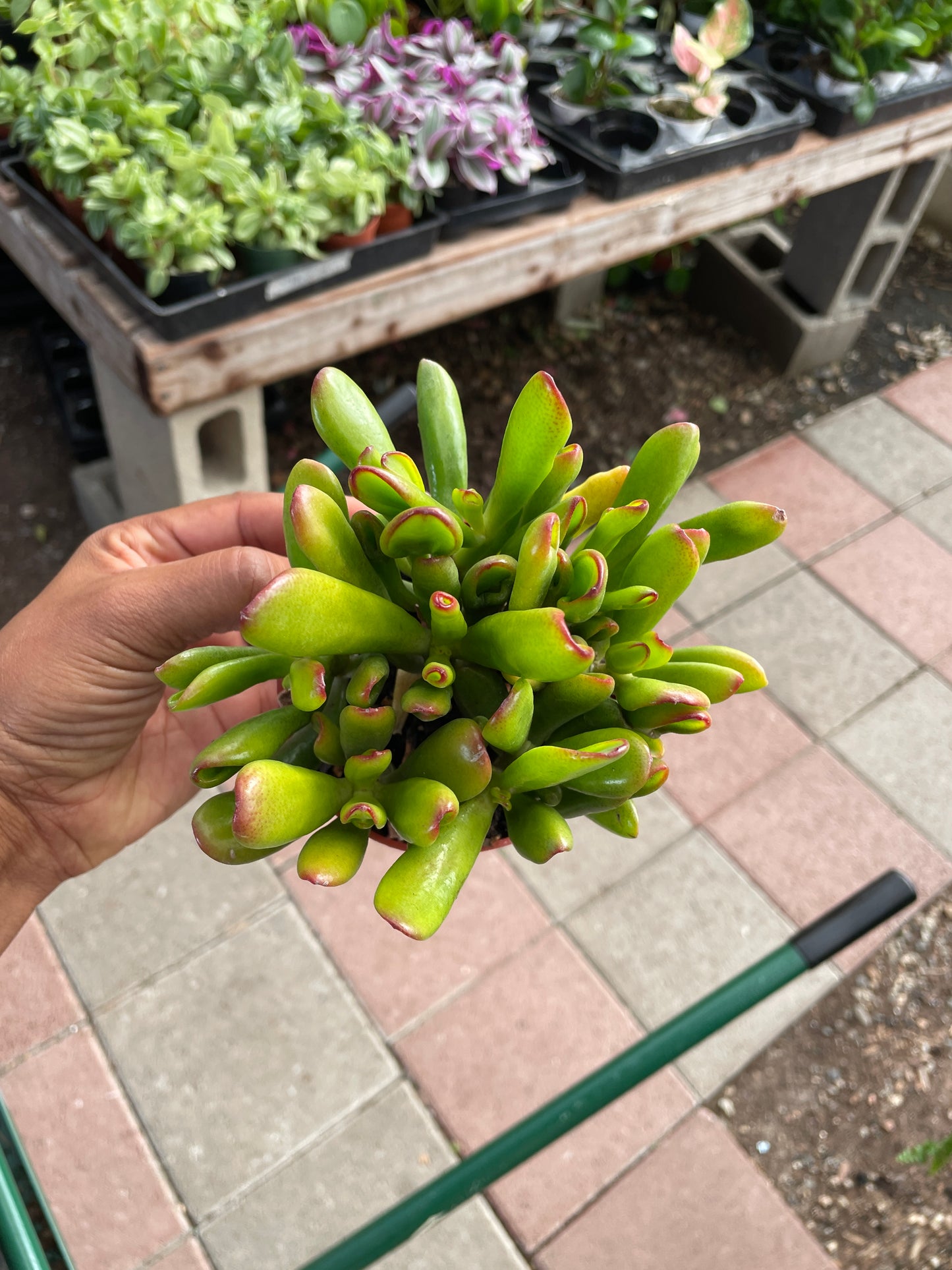 Gollum/Shrek Ears/Ogre Ears Crassula Ovata