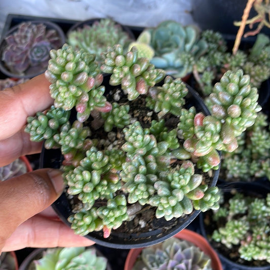Sedum furfuraceum - Bonsai Sedum
