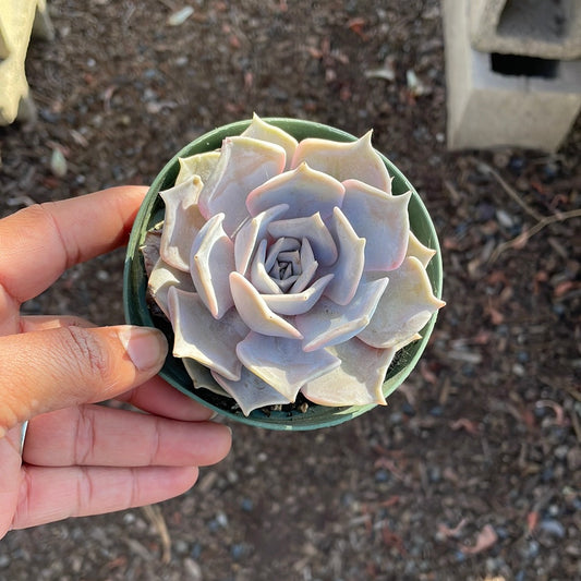 Echeveria Lilacina