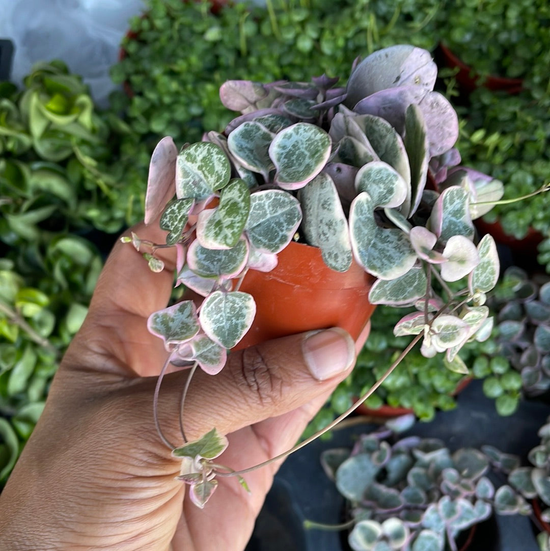 Rare variegated String of Heart