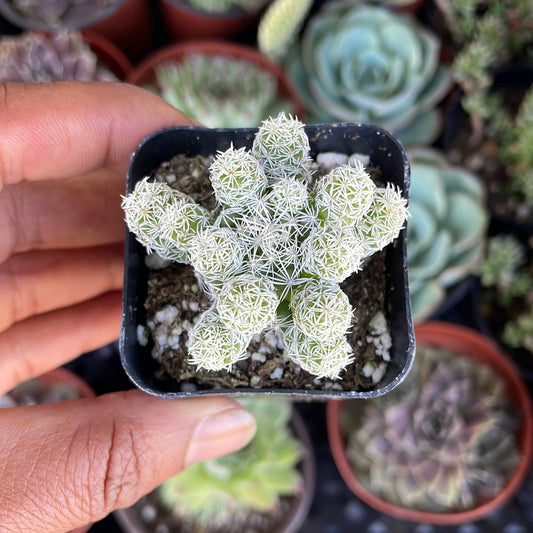 Thimble Cactus - Mammillaria gracilis fragilis
