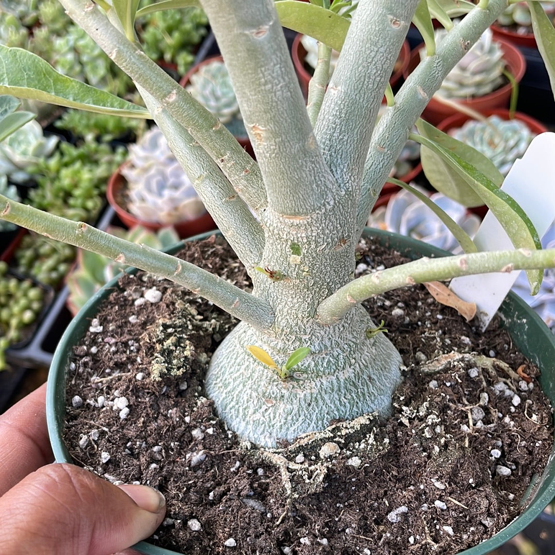 Desert Rose Adenium