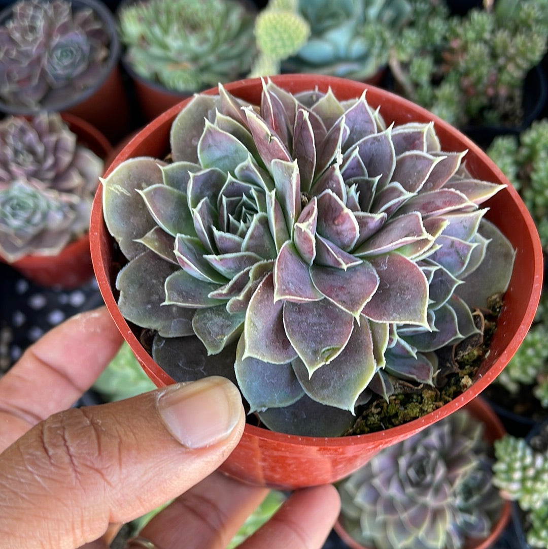 Sempervivum Var1