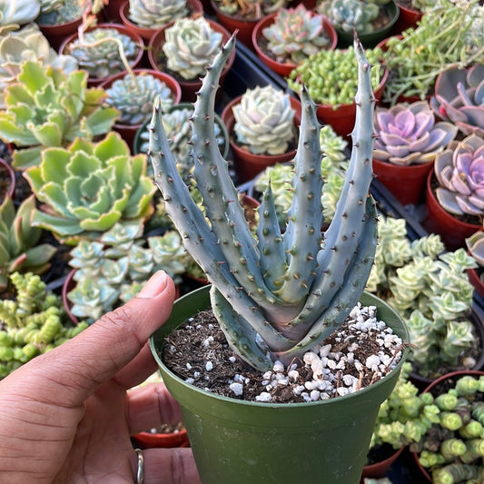 Mountain Aloe - Aloe Marlothii