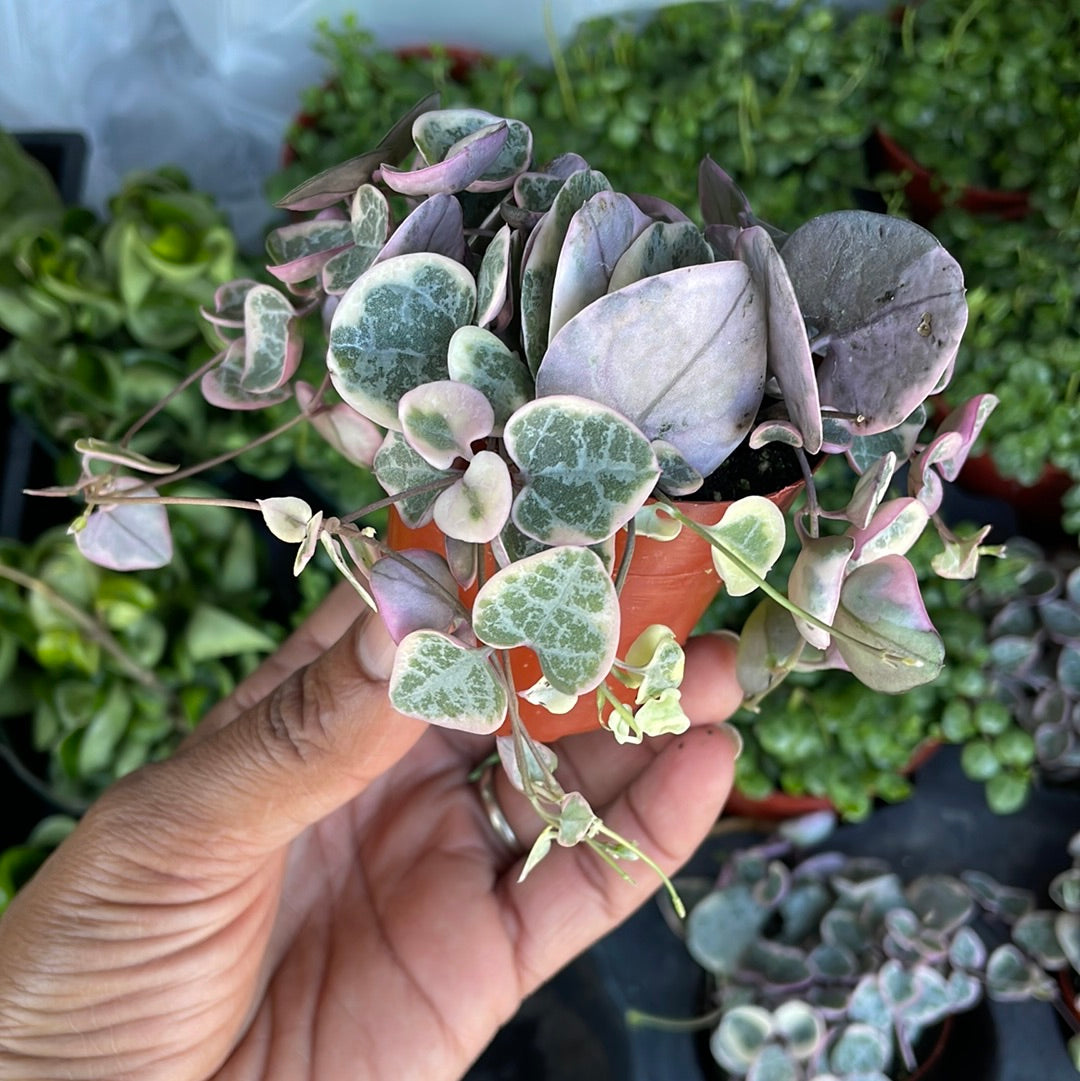 Rare variegated String of Heart