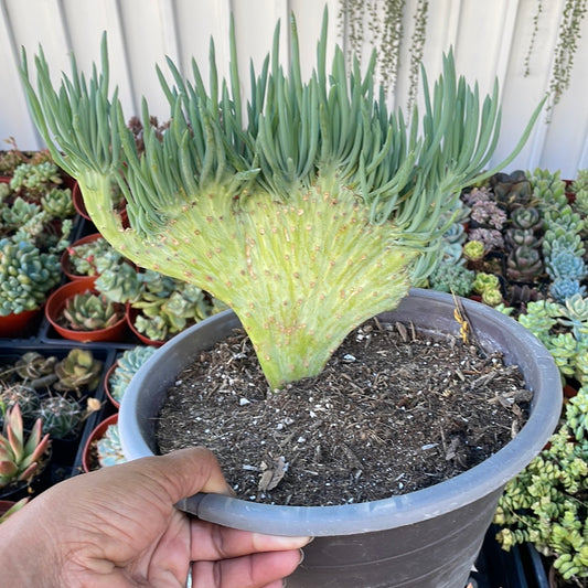Mermaid’s Tail Succulent