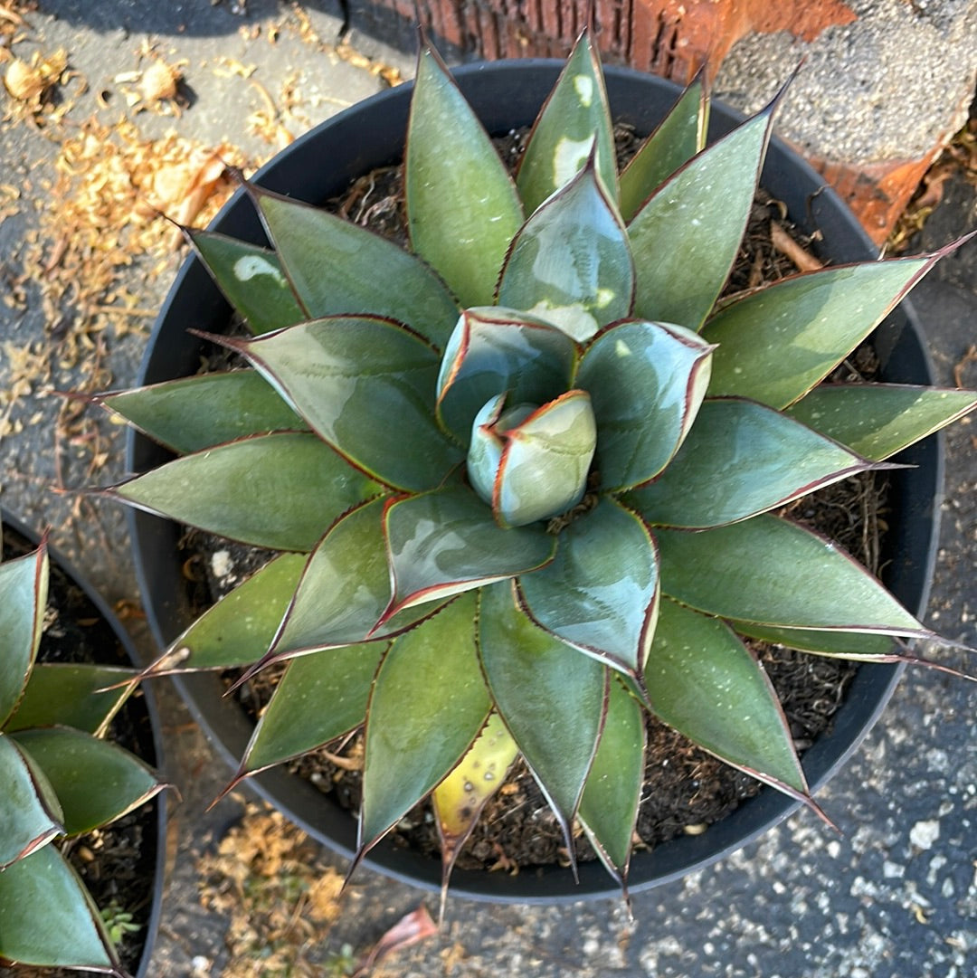 Imperfect Agave Blue Glow