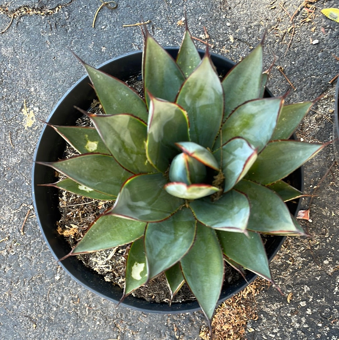 Imperfect Agave Blue Glow