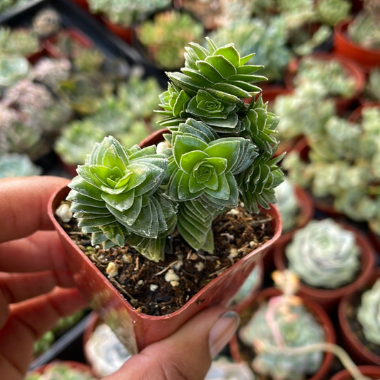 Spiral Crassula