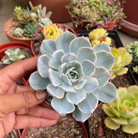 Variegated Echeveria Subsellis