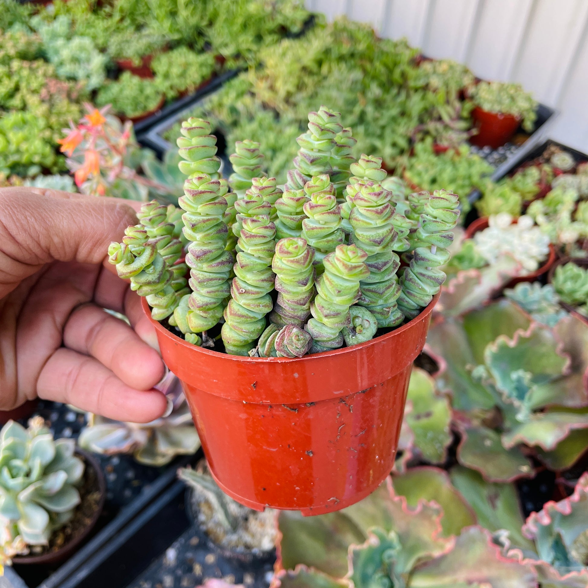 baby necklace succulent Crassula Baby Necklace Succulent – Just Succ It