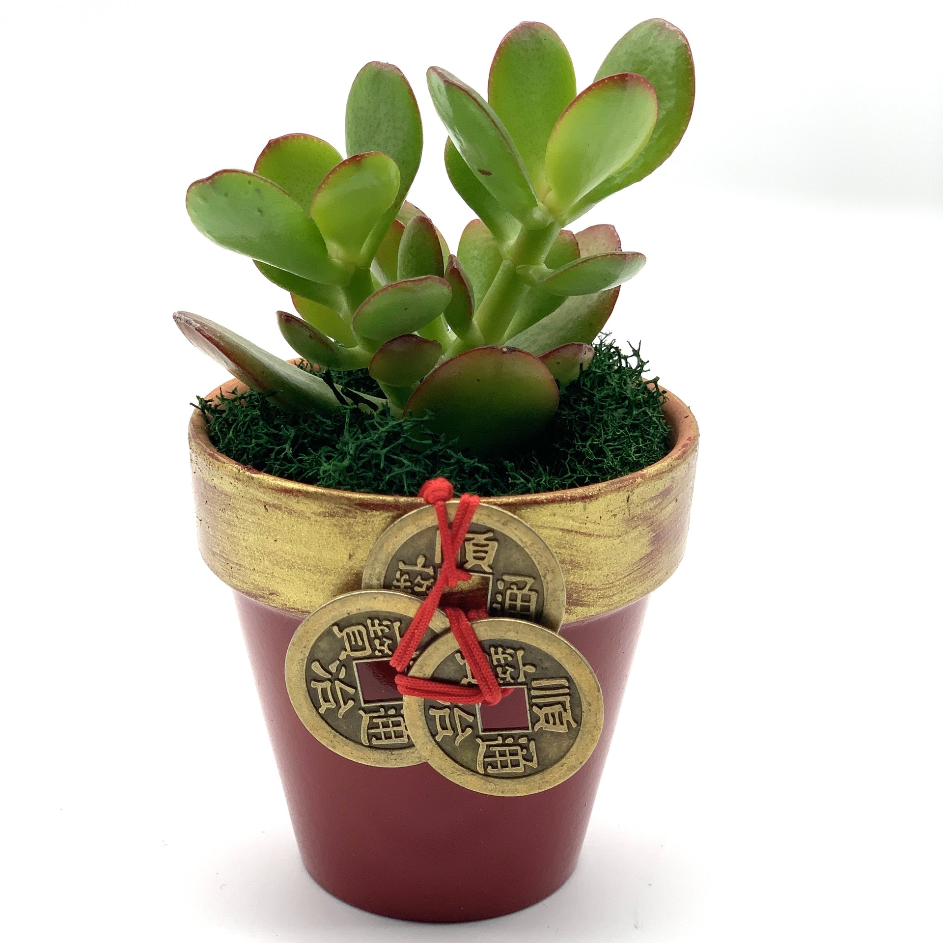 Lucky New Year Money Plant