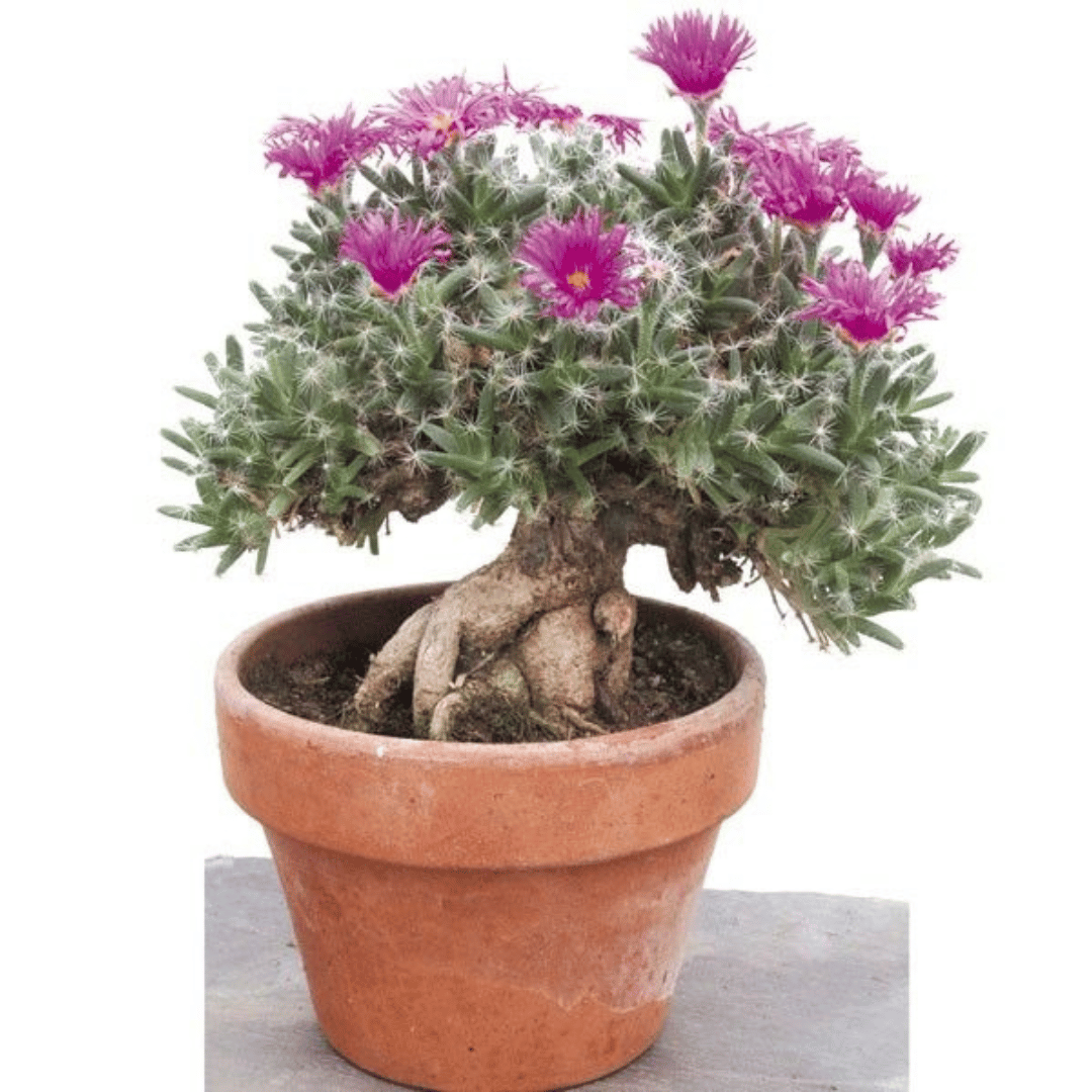 Trichodiadema - Miniature Desert rose