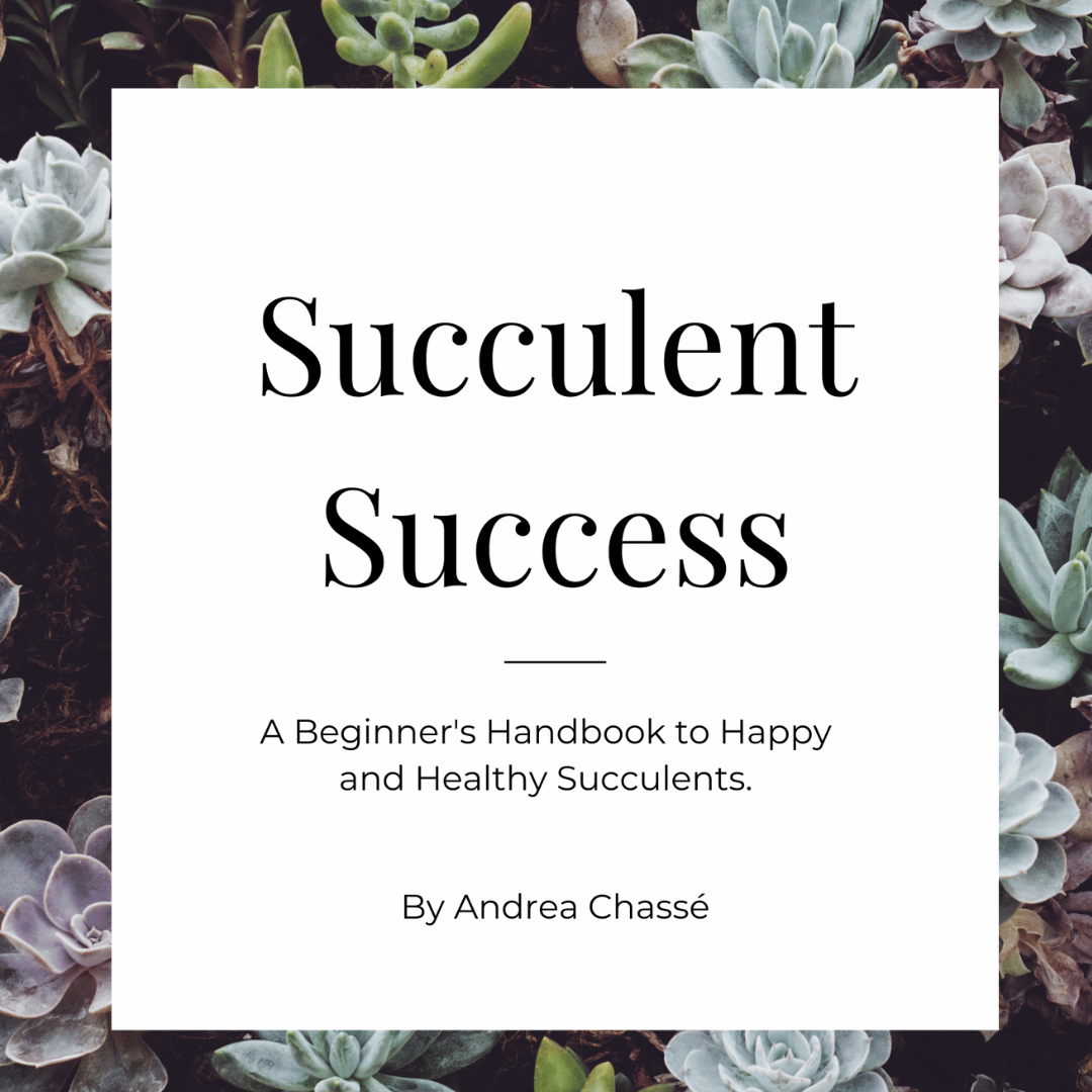 Succulent Success - A Beginner's Handbook to Happy and Healthy Succulents.