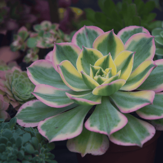 Aeonium Sunburst