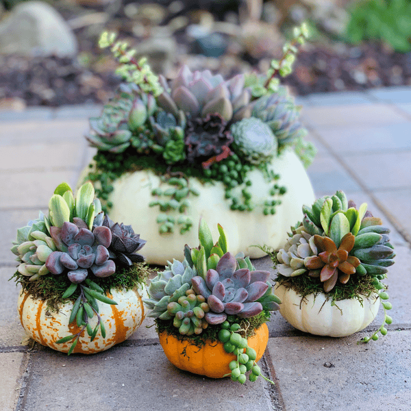 pumpkin planter succulents Pumpculent