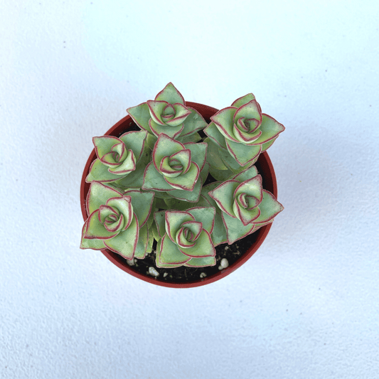 Crassula Perforta - String of Buttons