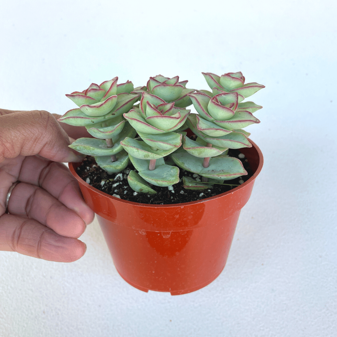 Crassula Perforta - String of Buttons