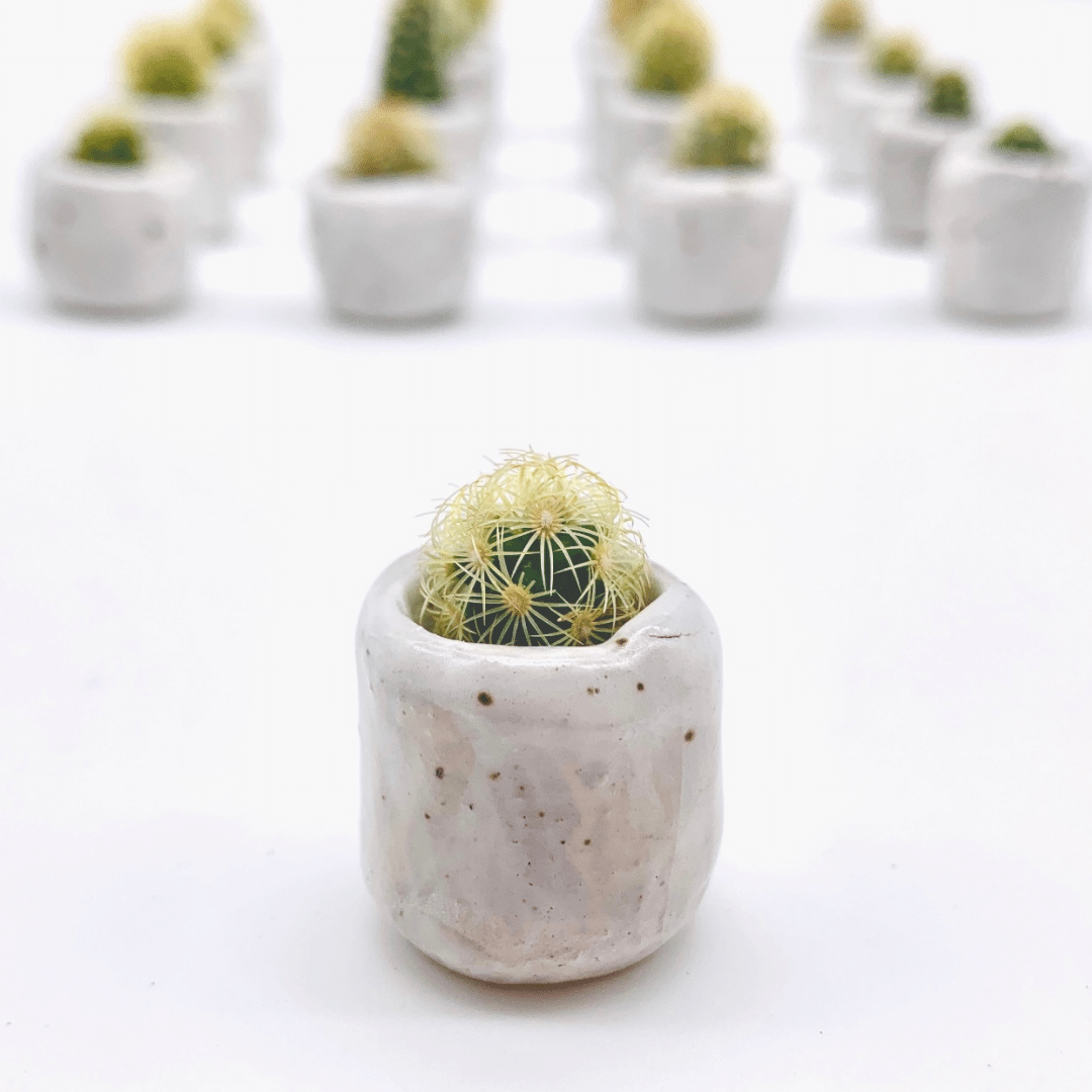 Cutie Cactus