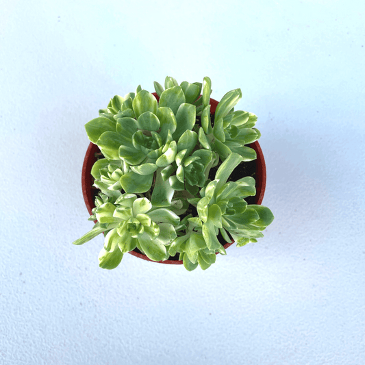 Aeonium Suncups