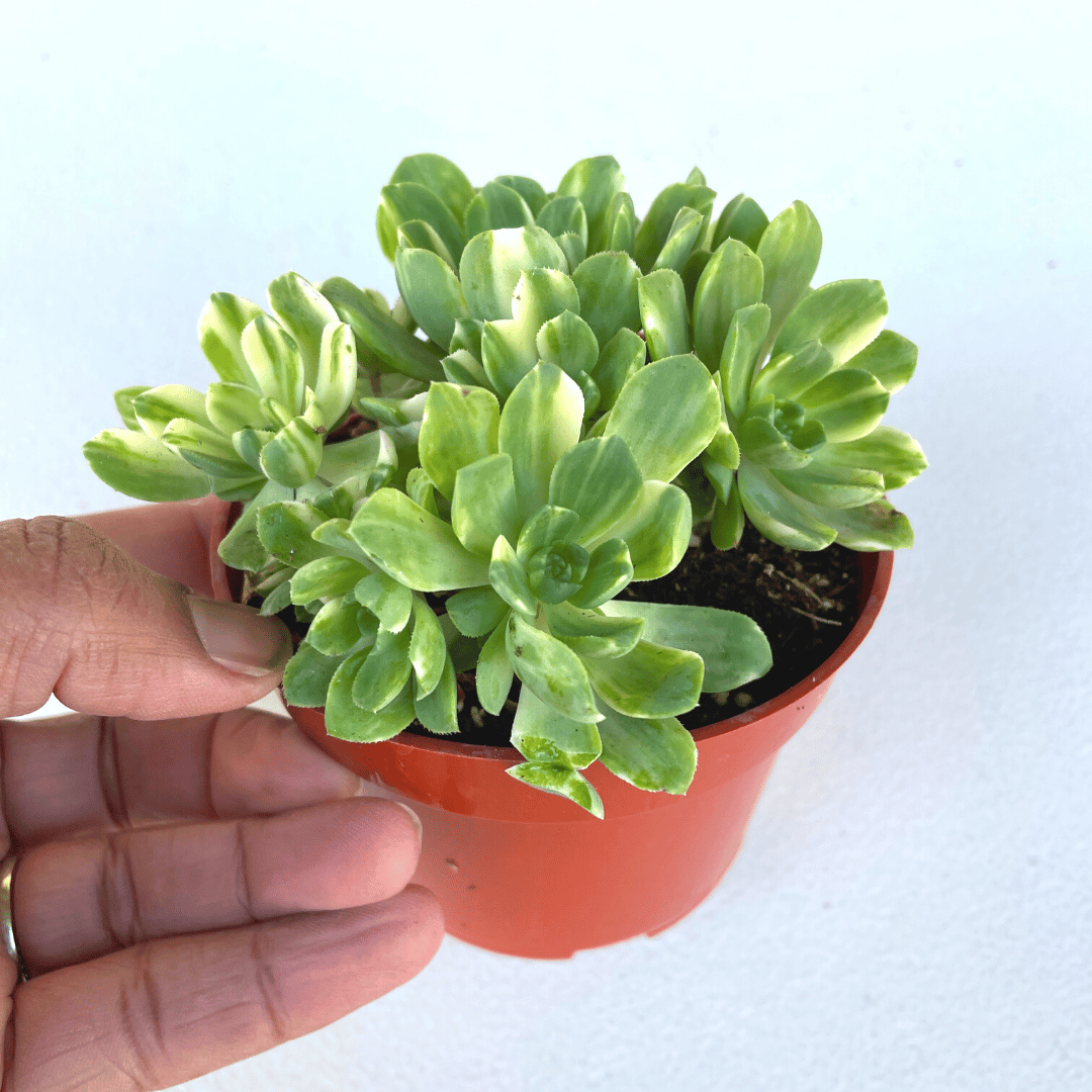 Aeonium Suncups