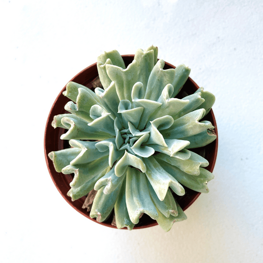 Echeveria Topsy Turvy