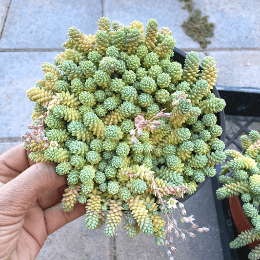 Sedum Dasyphyllym Major - Corsican Stonecrop