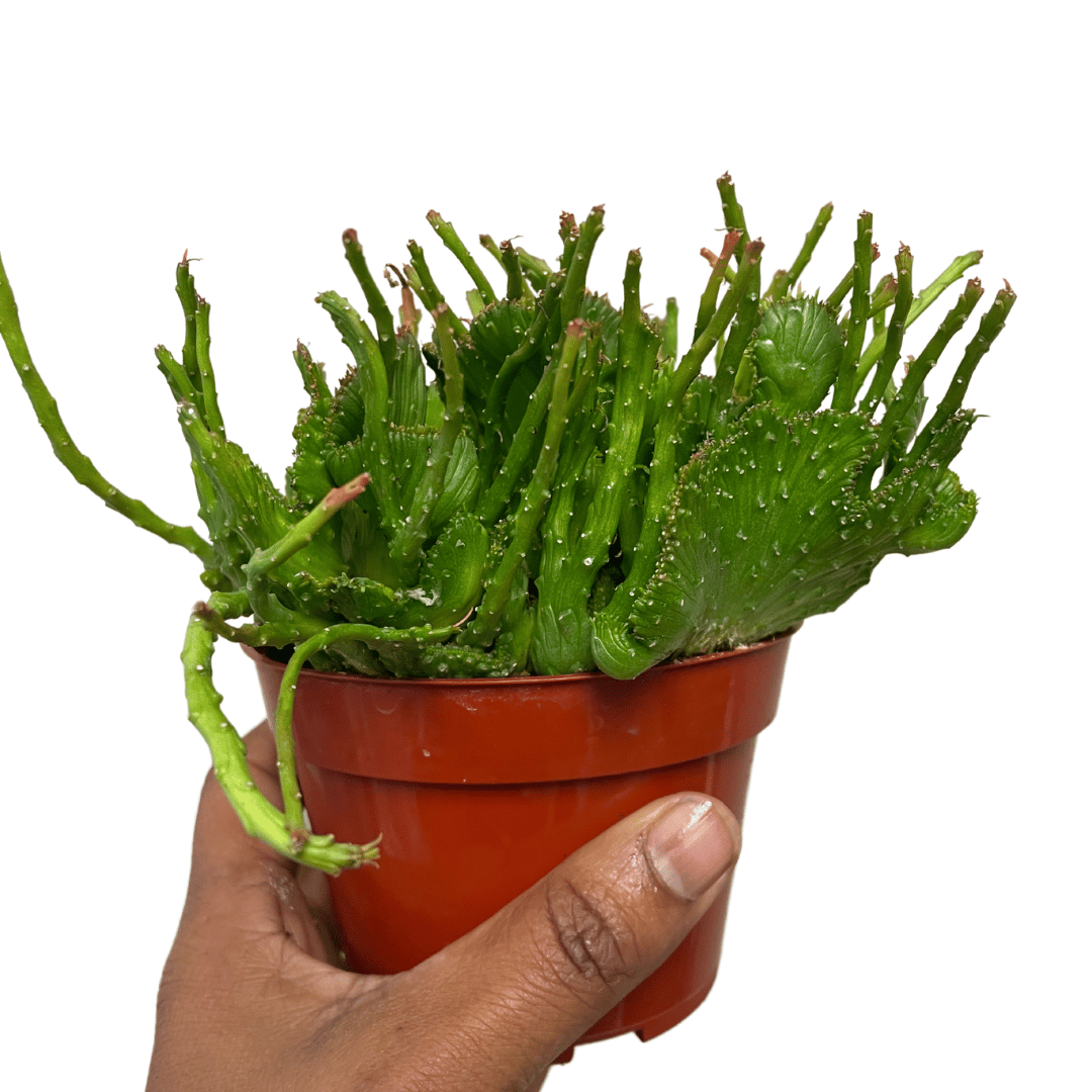 Euphorbia flanaganii 'Cristata' -  Crested Medusa Succulent