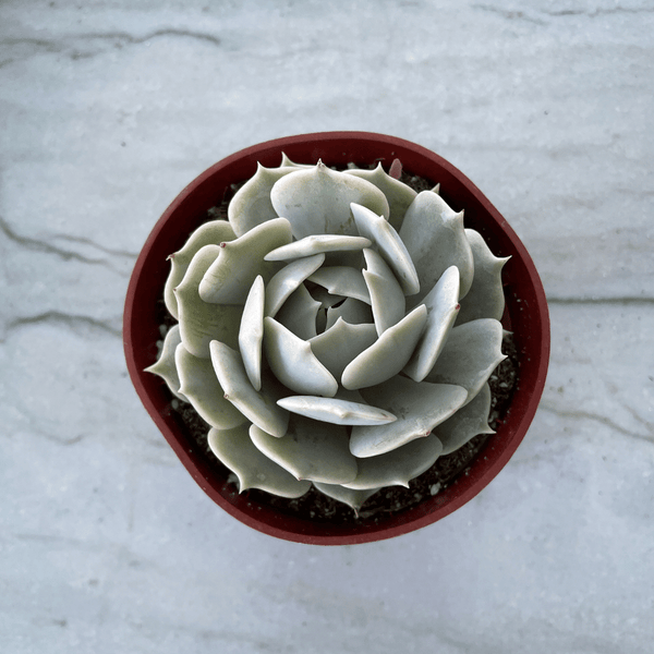 lola succulent care Echeveria Lola 2 inch
