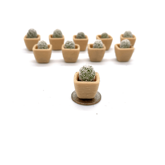 Smol Cactus